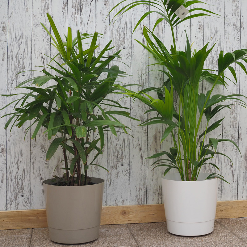 Sand und weiß der Blumenkübel Mey mit Rollen